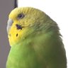dori profil fotoğrafı