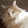 Profilbild von Pesto, Sexy Bastard Cat 😼