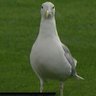 ZWunsch profil fotoğrafı