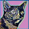 CriticCat profil fotoğrafı