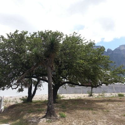 reforestacion's profile picture
