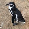 からすうり 的头像