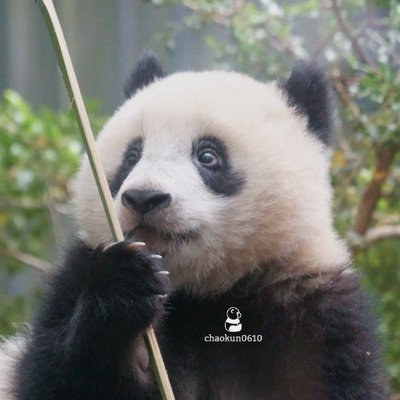 chaokun0610's profile picture