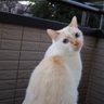 鹿あるく's profile picture