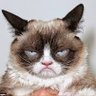 Chaucha y Rabanito's profile picture