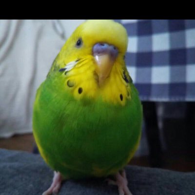 hydeharum1's profile picture