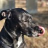 Profilbild von Lexi Doodles