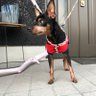 のぶぶ 的头像