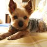 CARD with Lucky🐶🍀🍍🥝🍌🐅🐍🌾's profile picture