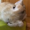Фото профиля うさぎ屋