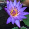 Blue Lotus 的头像