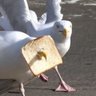 Seagull's profile picture