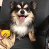 Profilbild von マメタ犬の挑戦