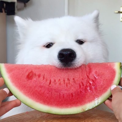 Mayapolarbear's profile picture