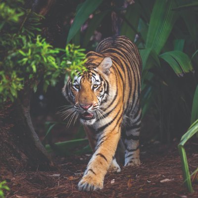 MikeTheTiger's profile picture
