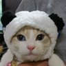 ぴろこ's profile picture