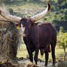 Zakheh profil fotoğrafı