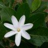 Фото профиля Himmelbauer Cacan Becaud