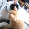 猫ばっかり❤'s profile picture