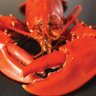 Фото профиля Lobster Magnet