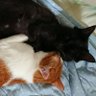 むぎとこまめ🐱双子の兄妹 profil fotoğrafı