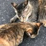 💖ニャビルー コーポレーション🎶💖🇧🇷🇯🇵🥰🍀🐞's profile picture
