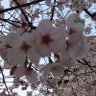 Hiroyuki-bb's profile picture