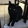 Profilbild von Rheum Cat