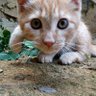 Justin, The cat 🐈's profile picture