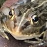 Profilbild von イヒ🦔