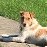 Фото профиля Sophie Jane JRT