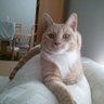 Profilbild von Obligate Carnivore Mike