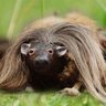 InterstellarHaggis's profile picture