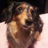 Luna's profile picture
