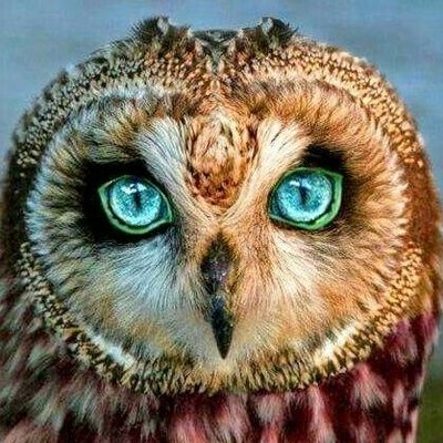 Daily Owls's profile picture