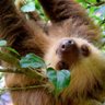 sloth belly🦥 的头像