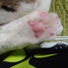 🐈🇯🇵大沼🇯🇵🐈 的头像