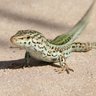 Podarcis Pityusensis's profile picture