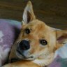 さち（ろんちゃ）'s profile picture