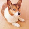 バンドリ脚本綾奈ゆにこ復活希望 profil fotoğrafı
