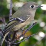 songbird profil fotoğrafı