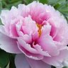 flower's profile picture