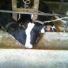 Profilbild von NWPA Dairyman