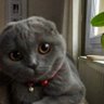 Oğuz Emre profil fotoğrafı