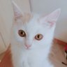 麒Hinz 的头像