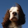 Mad Spaniel Owner 的头像