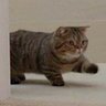 Pongsak profil fotoğrafı