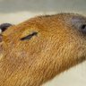 Profilbild von 濃縮された駄馬