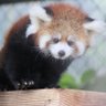 パンダぱん 的头像