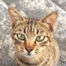 フーテンじゃなくなった家猫さん 的头像